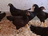 Chickens — الصورة 6