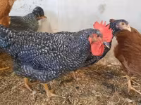 Chickens — zdjęcie 2
