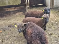 雌羊, Southdown sheep — 写真 4