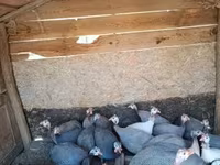 Guinea fowl — फ़ोटो 2