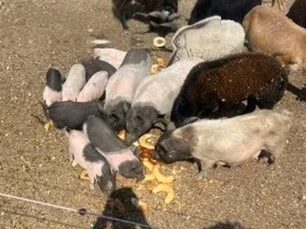 Locha, Świnie — Węgry