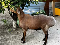 绵羊（批次，未指定性别）, Sheep — 照片 3