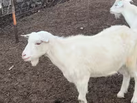 Goat, Goats — photo 5