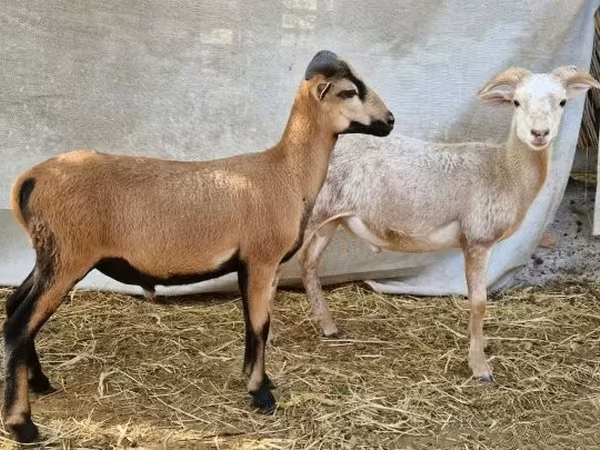 Bélier, Cameroon sheep