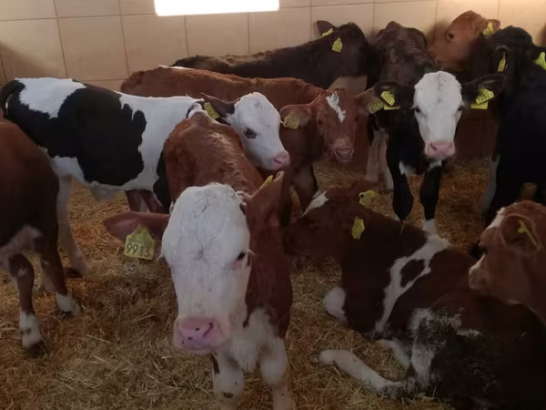 牛只（批次，未指定性别）, Simmental cattle