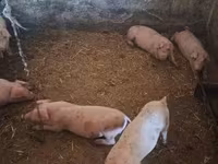 母猪, Pigs — 照片 5