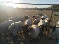 Ovca, White Suffolk sheep — fotografija 3