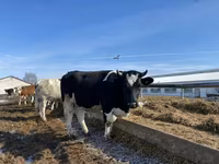 Krava, Russian Black pied cattle — fotografija 2