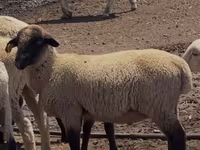 Ovan, Hampshire sheep — fotografija 1