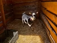 Goat, Goats — photo 2