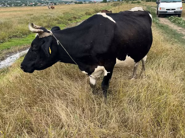 Krowa, Russian Black pied cattle