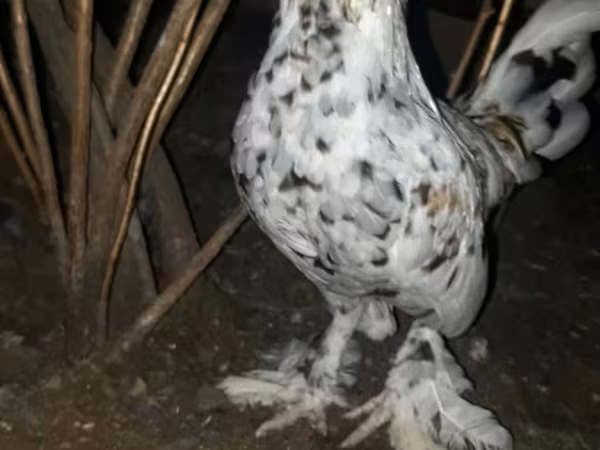 bantam japonais