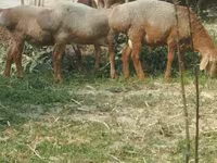 Qoyunlar (partiya, cinsi göstərilməyib), Arashan sheep — foto 5