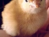 Chickens — foto 1