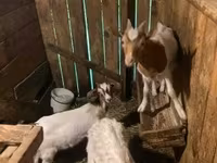 Boucs, Alpine goat — photo 1