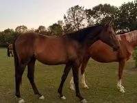 Caballo, Kisber felver — foto 1