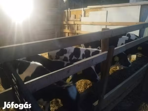 Byk, Russian Black pied cattle — Węgry