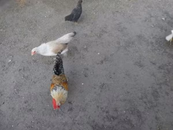 Japanisches Bantam