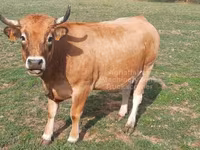 Krava, Aubrac cattle — fotografija 6