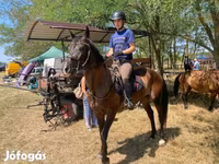 Horse (M), Furioso-North Star — photo 5