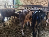 Vaca, Simmental cattle — foto 4