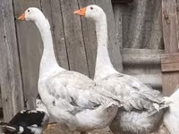 Geese — Foto 3
