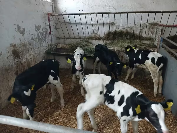 Bovinos (lote, sexo não especificado), Russian Black pied cattle