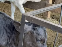Cow, Cattle — photo 4