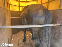 公马, Horses — 照片 3