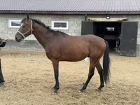 Pastuv, Thoroughbred horse — fotografija 5