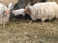 Brebis, Racka sheep — photo 5