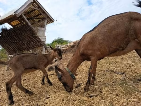 Keçi, Alpine goat