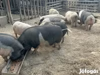 Schweine (Partie, Geschlecht nicht angegeben), Schweine — Foto 8