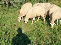 Schaf, Karabakh sheep — Foto 4