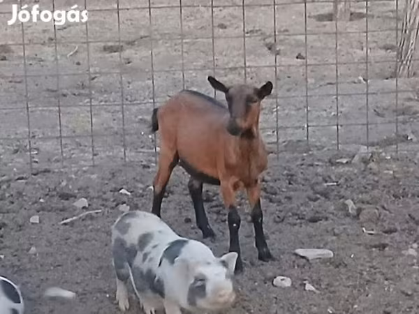 Cabra, Alpine goat