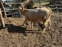 Krowa, Simmental cattle — zdjęcie 2