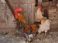 Chickens — الصورة 4