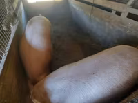 Sow, Pigs — photo 1