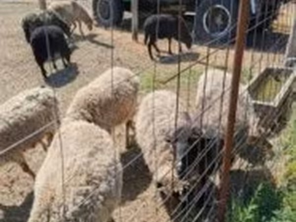 公羊, Merino sheep