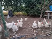 Chickens — photo 4
