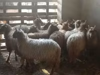 Brebis, Racka sheep — photo 2