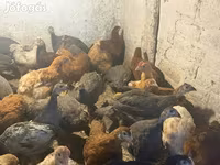 Guinea fowl — الصورة 3