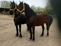 Koń, Friesian — zdjęcie 3