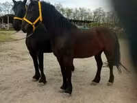 घोड़ा, Friesian — फ़ोटो 4