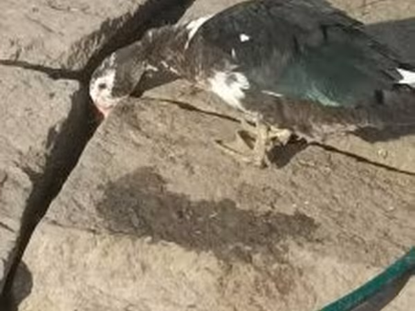 ग्रॉ ओग ग्रॉब्रोगेडे डांस्के गैस