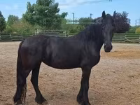 فرس, Friesian — الصورة 1