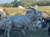 Bode, Cabras — foto 1