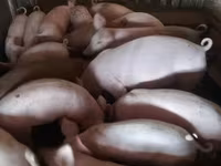 नर सूअर, सूअर — फ़ोटो 6