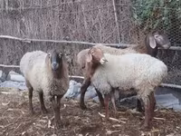 Brebis, Moutons — photo 8