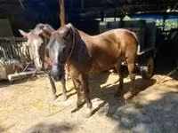 Yegua, Caballos — foto 1